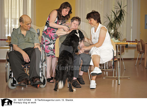 therapy dog at work / SST-07064