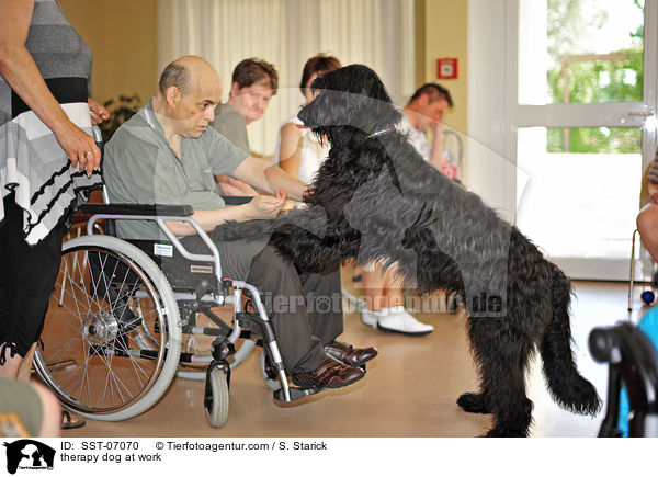 therapy dog at work / SST-07070