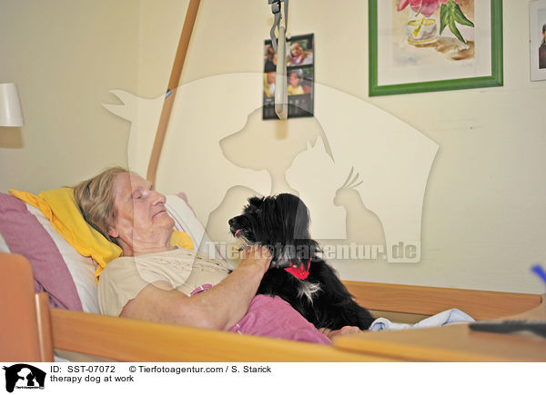 Therapiehund im Einsatz / therapy dog at work / SST-07072