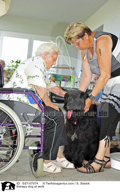 Therapiehund im Einsatz / therapy dog at work / SST-07074