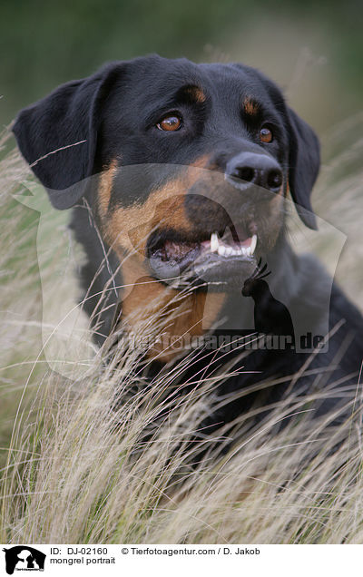 Rottweiler-Mix Portrait / mongrel portrait / DJ-02160