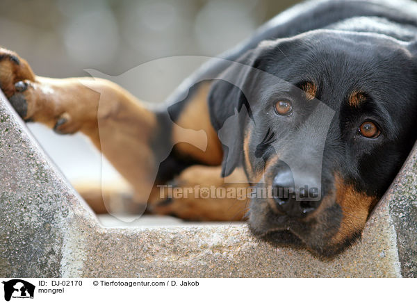 Rottweiler-Mix / mongrel / DJ-02170