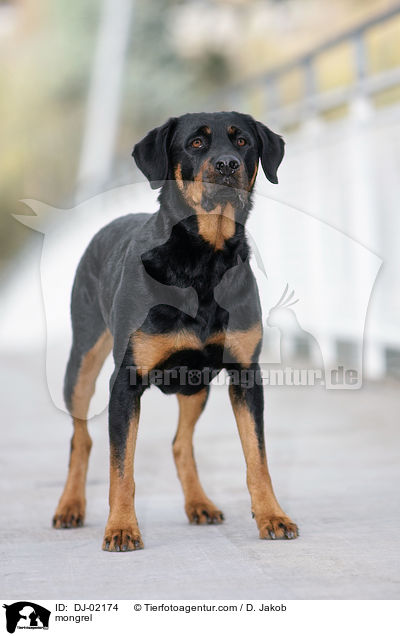 Rottweiler-Mix / mongrel / DJ-02174