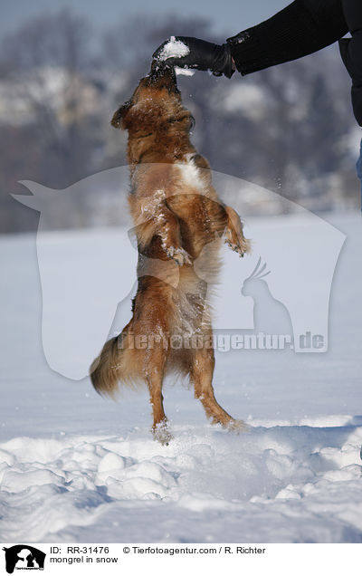 Mischling im Schnee / mongrel in snow / RR-31476