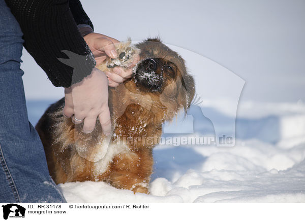 Mischling im Schnee / mongrel in snow / RR-31478