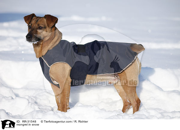 mongrel in snow / RR-31548