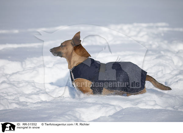 Mischling im Schnee / mongrel in snow / RR-31552