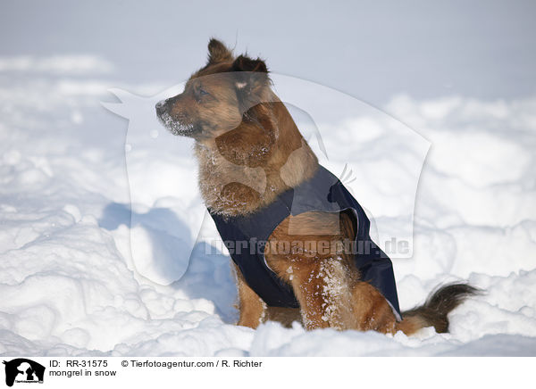 Mischling im Schnee / mongrel in snow / RR-31575