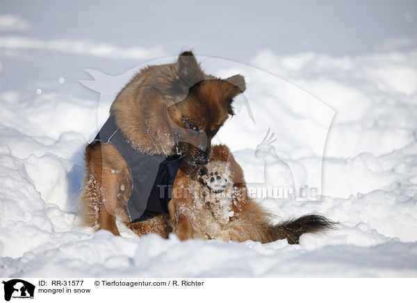 Mischling im Schnee / mongrel in snow / RR-31577