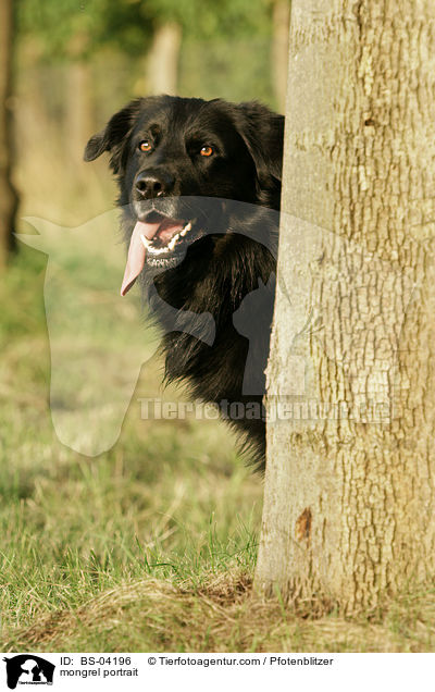 Golden-Retriever-Mix Portrait / mongrel portrait / BS-04196