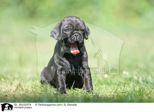 Mops-Mischling Welpe / mongrel puppy / SG-02574