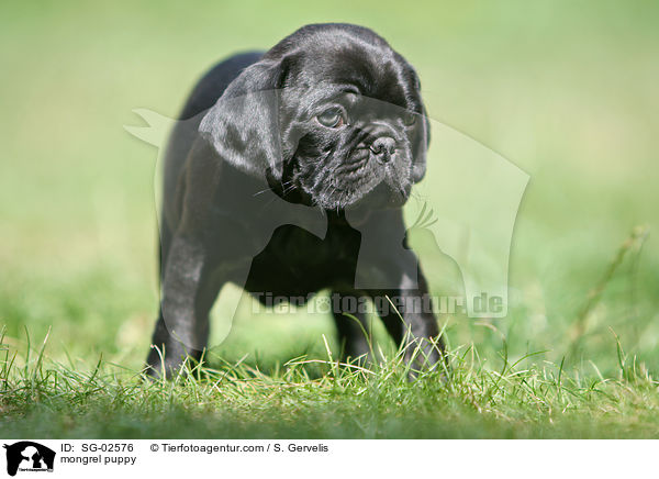 Mops-Mischling Welpe / mongrel puppy / SG-02576