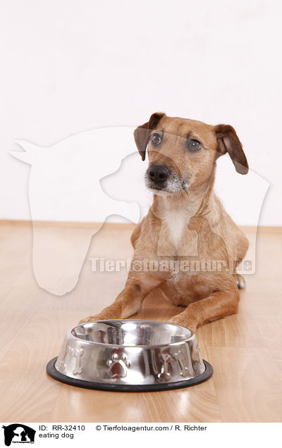 fressender Hund / eating dog / RR-32410