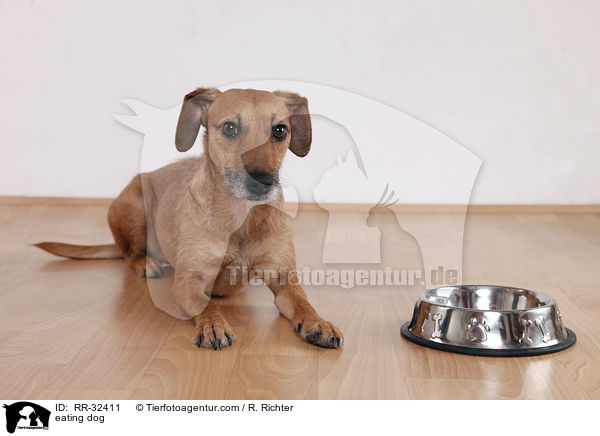 fressender Hund / eating dog / RR-32411