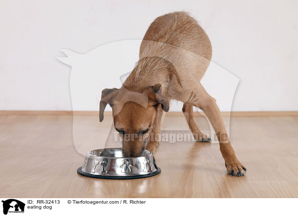 fressender Hund / eating dog / RR-32413