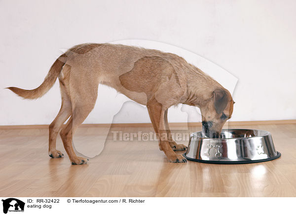 fressender Hund / eating dog / RR-32422
