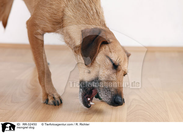 Mischling Hund / mongrel dog / RR-32450