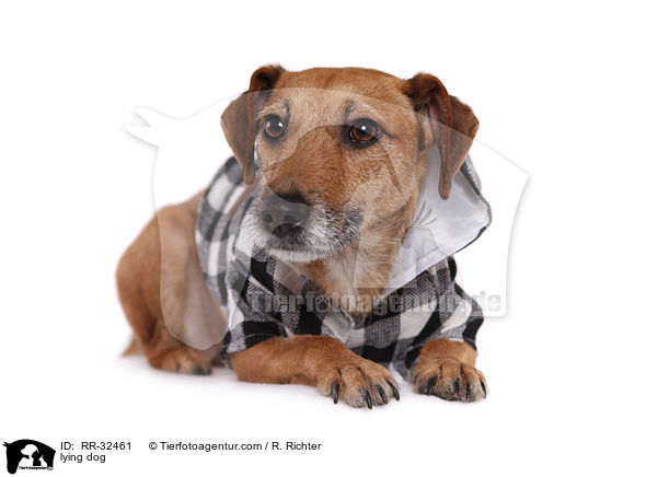 liegender Hund / lying dog / RR-32461