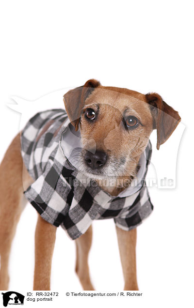 Hund Portrait / dog portrait / RR-32472