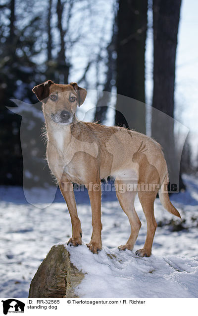 stehender Hund / standing dog / RR-32565