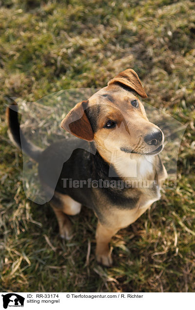 sitzender Dackel-Parson-Russell-Terrier-Mix / sitting mongrel / RR-33174