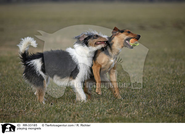 spielende Dackel-Parson-Russell-Terrier / playing mongrels / RR-33185