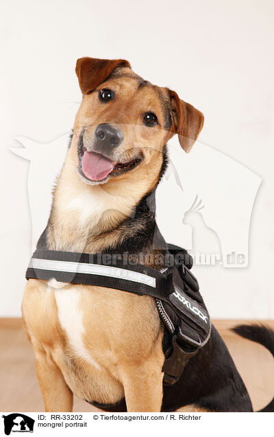 Dackel-Parson-Russell-Terrier Portrait / mongrel portrait / RR-33202