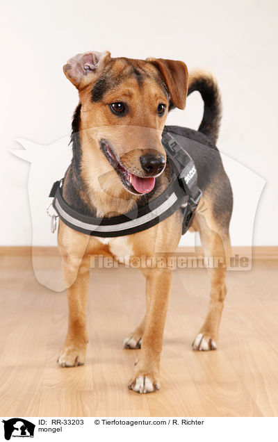 Dackel-Parson-Russell-Terrier-Mix / mongel / RR-33203