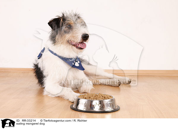 fressender Hund / eating mongerel dog / RR-33214