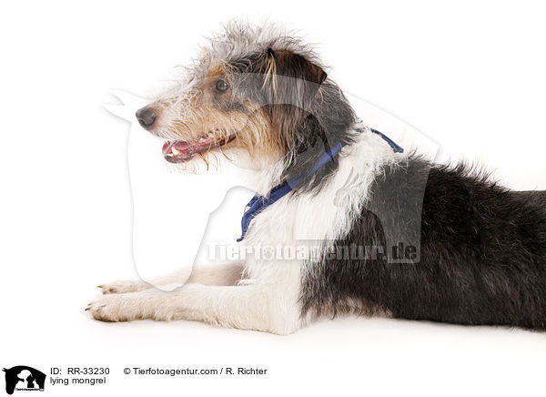 liegender Dackel-Parson-Russell-Terrier-Mix / lying mongrel / RR-33230