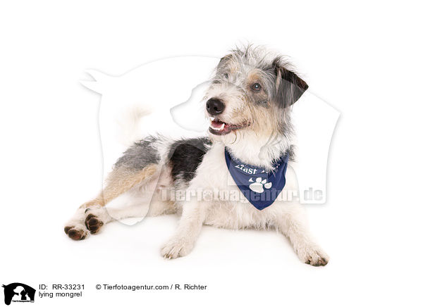 liegender Dackel-Parson-Russell-Terrier-Mix / lying mongrel / RR-33231