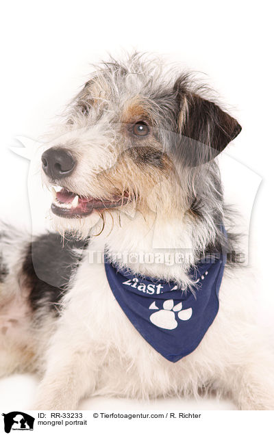 Dackel-Parson-Russell-Terrier-Mix Portrait / mongrel portrait / RR-33233