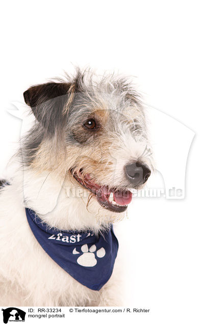 Dackel-Parson-Russell-Terrier-Mix Portrait / mongrel portrait / RR-33234