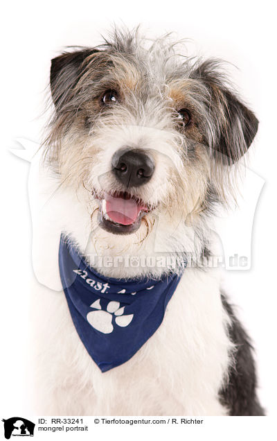 Dackel-Parson-Russell-Terrier-Mix Portrait / mongrel portrait / RR-33241