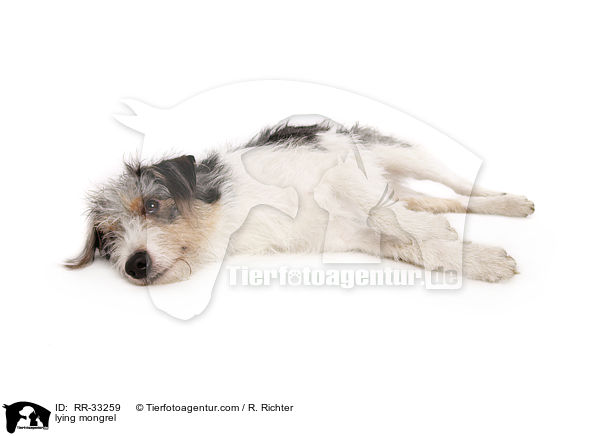 liegender Dackel-Parson-Russell-Terrier-Mix / lying mongrel / RR-33259