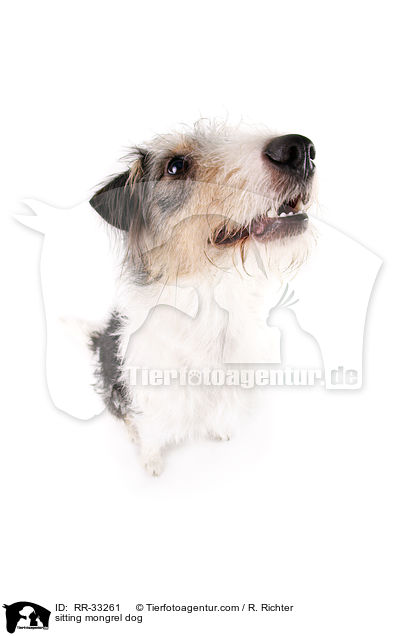 sitzender Dackel-Parson-Russell-Terrier-Mix / sitting mongrel dog / RR-33261