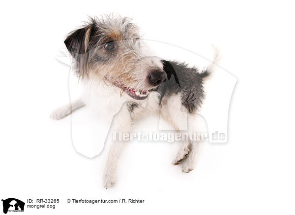 Dackel-Parson-Russell-Terrier-Mix / mongrel dog / RR-33265