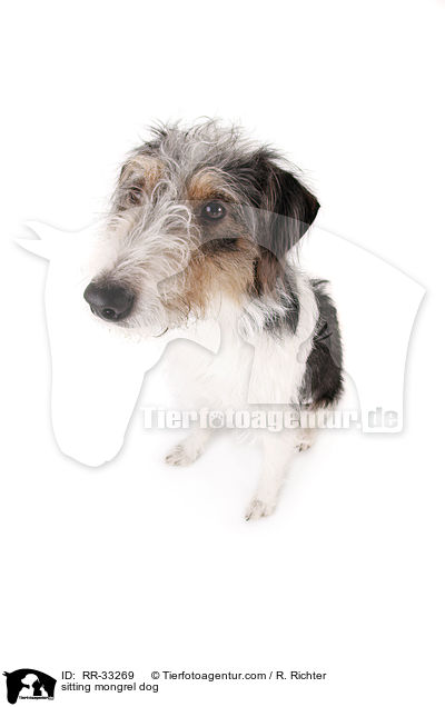 sitzender Dackel-Parson-Russell-Terrier-Mix / sitting mongrel dog / RR-33269