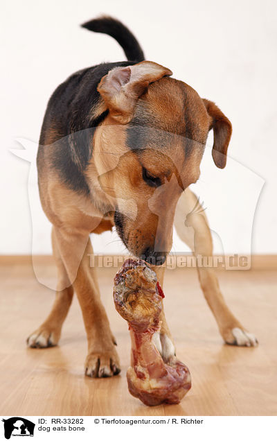 Hund frit Knochen / dog eats bone / RR-33282
