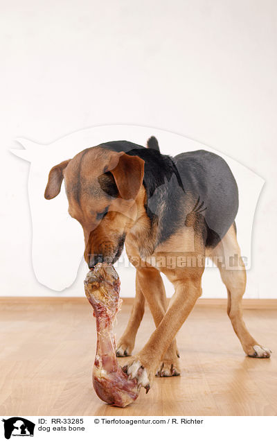 dog eats bone / RR-33285
