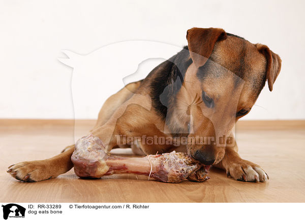 Hund frit Knochen / dog eats bone / RR-33289