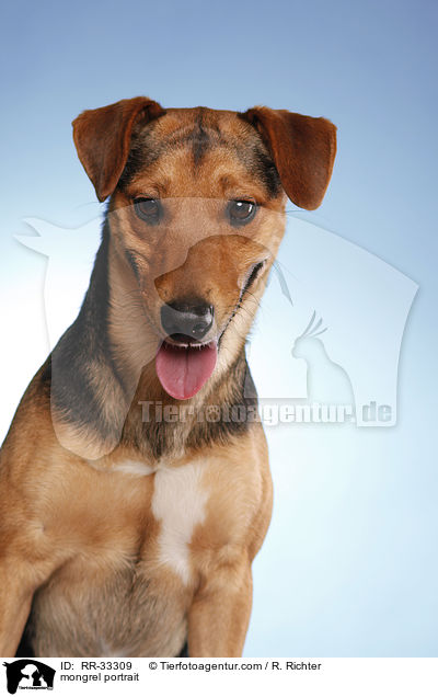 Dackel-Parson-Russell-Terrier Portrait / mongrel portrait / RR-33309