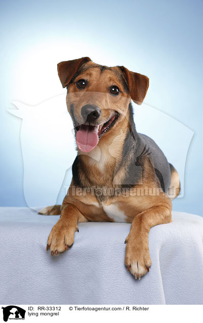 liegender Dackel-Parson-Russell-Terrier-Mix / lying mongrel / RR-33312