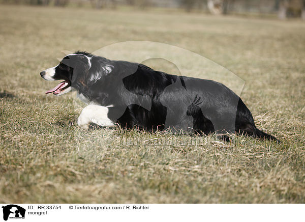 Border-Collie-Australian-Shepherd-Mischling / mongrel / RR-33754