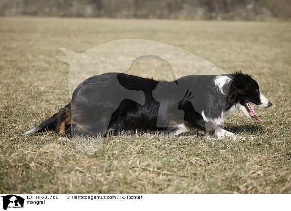 Border-Collie-Australian-Shepherd-Mischling / mongrel / RR-33760