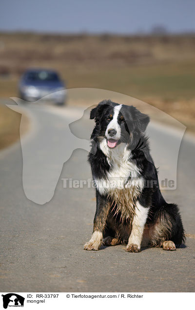 Border-Collie-Australian-Shepherd-Mischling / mongrel / RR-33797