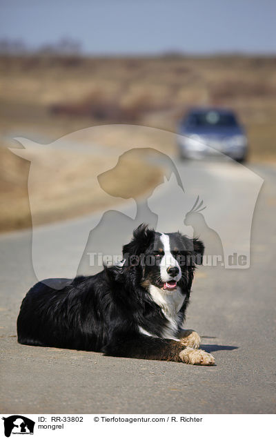 Border-Collie-Australian-Shepherd-Mischling / mongrel / RR-33802