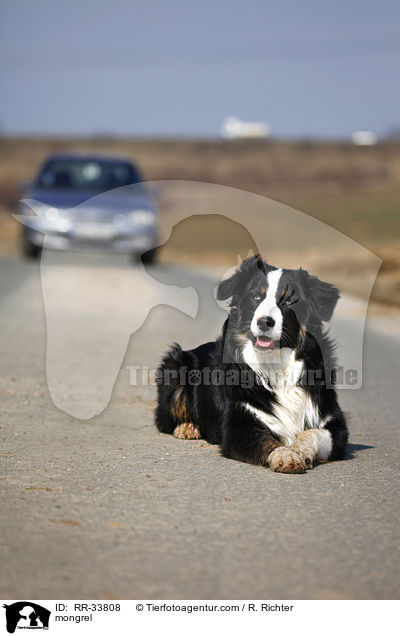 Border-Collie-Australian-Shepherd-Mischling / mongrel / RR-33808