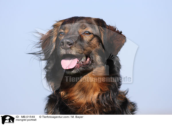 Australian-Shepherd-Spitz-Mix Portrait / mongrel portrait / MB-01548