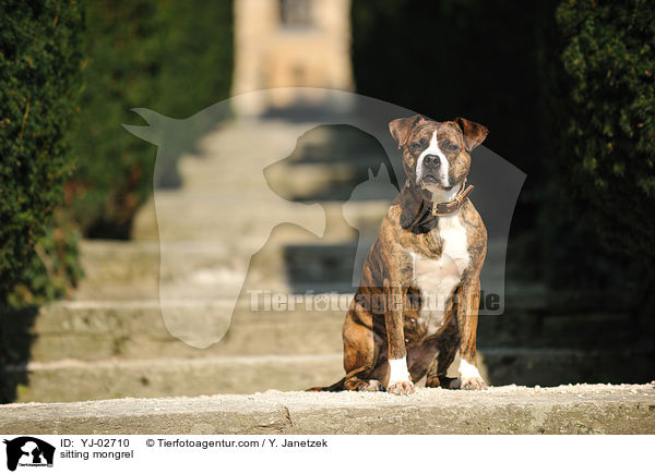 sitzender Mischling / sitting mongrel / YJ-02710